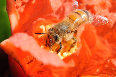 Photo: Bee on pomegranate blossom