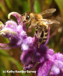 honey bee on salvia