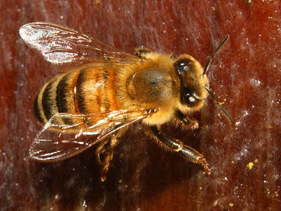 Photo: close-up of honey bee
