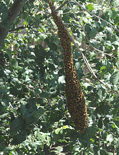 Photo: Bee swarm outside Briggs Hall, UC Davis campus
