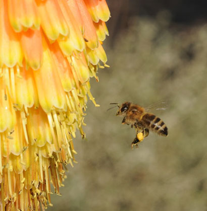 Photo: Honey Bee heading for Christmas cheer