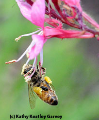 honey bee on guara