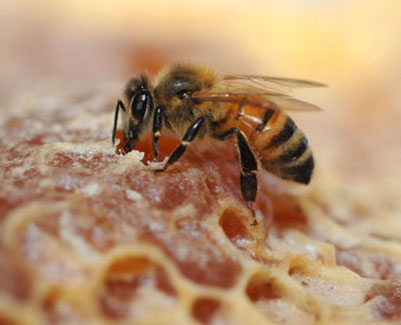 Photo: Honey bee and honeycomb  hspace=