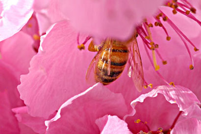 Photo: Honey bee inside nectarine blossom