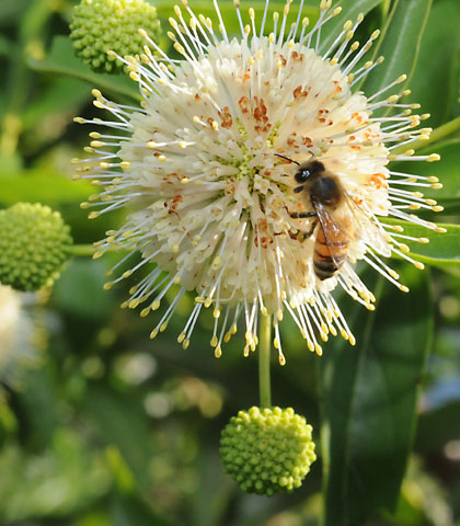 Photo: Honey bee on button willow