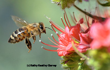 Photo: bee on echium
