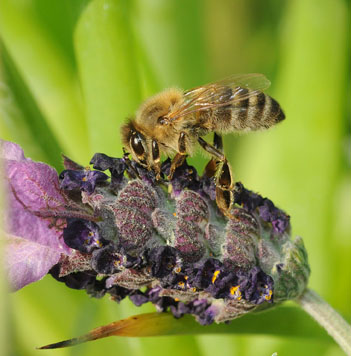 Photo: Honey bee on lavender