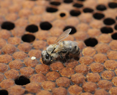 Photo: Newborn bee at Harry H. Laidlaw Jr. Honey Bee Research Facility