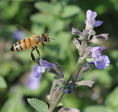 Photo: Honey Bee heading for catmint