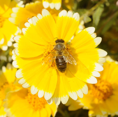 Photo: Honey bee on tidy tips, California native wildflower