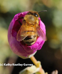 honey bee on rock purslane