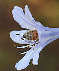 honey bee on agapanthus