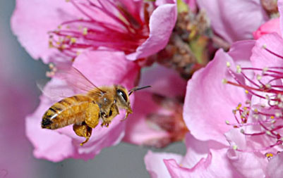 Photo: Honey bee heading toward nectarine blossom
