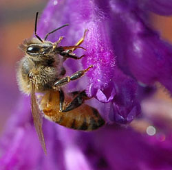 Photo: Honey bee on salvia