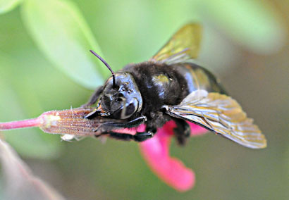 Photo: Bumble bee