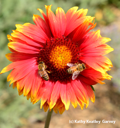Photo: bees on blanketflower