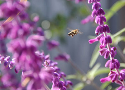 Photo: Honey bee buzzing in salvia