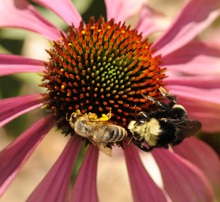 Photo: Bee sculpture
