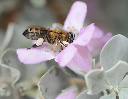 Photo: Honey bee on cenizo