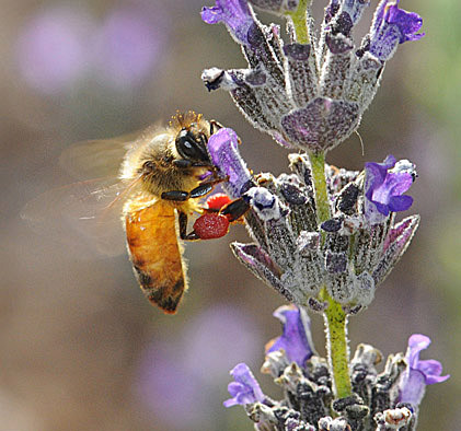 Photo: Honey bee with red pollen