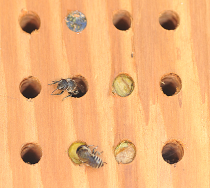 Photo: Leafcutting bee condo