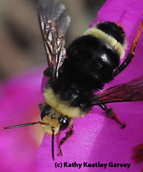 yellow-faced bumble bee